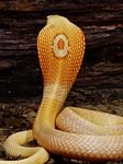 pic for King Cobra